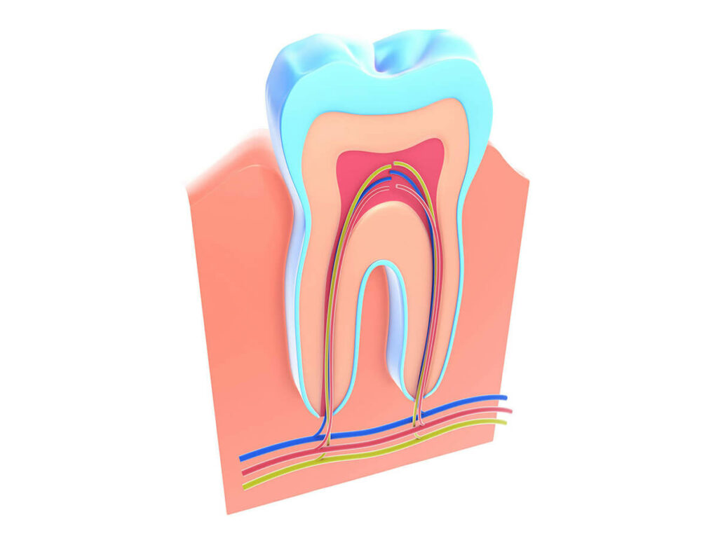 Illustration showing the root system of a tooth